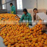 Fruit Vegetbale Apple Orange Grading Machine Sorter Grader Waxing Production Line thumbnail-3