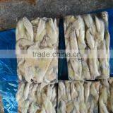 2016 New Arrived Frozen Illex Squid Roe for Market thumbnail-4