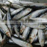 Frozen Sardine Sardinops thumbnail-1