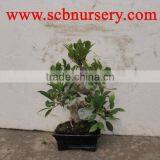 Ficus Bonsai Nursery Plant Supplier thumbnail-1