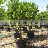 Citrus Lime Quat thumbnail-1