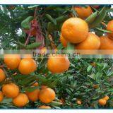 Nanfeng Honey Baby Orange thumbnail-1