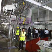 Halal Good Service 100 - 200 Cattle per Shift Abattoir Machine Beef Meat Processing Machinery for Cow Butcher Equipment thumbnail-3