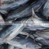 seafrozen tuna fish