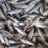 Small Size Horse Mackerel