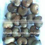 Cashew Nut In Shell DALL0000069 thumbnail-1