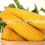 NCO012 Kele Guangzhou Best Corn Seeds for Sale thumbnail-1