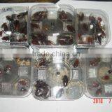 Cockroach Trap thumbnail-2