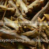 Dried Locusts For Pet thumbnail-1
