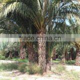 Phoenix Dactylifera "Date Palm Tree" thumbnail-2