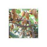 Kiwi Fruit thumbnail-1