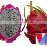 DRAGON FRUIT thumbnail-1