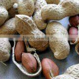 Peanut In Shell thumbnail-1