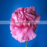 Fresh Cut Flowers Cheap Price Carnation Cut Flower for Sale thumbnail-4