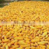 Yellow Corn thumbnail-1