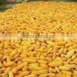 Yellow Corn