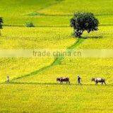 VIETNAM LONG GRAIN WHITE RICE 5%- 100% BROKEN EXPORT TO AFRICA