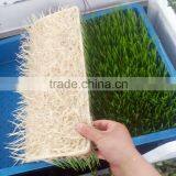 2016 Hot Sale Wheat/Barley/Bean Sprouting Machine thumbnail-2
