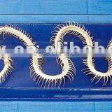 Medical Educational Skeleton,vivid Superior Snake Skeleton Specimen for Students Study