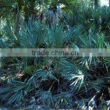 Saw Palmetto Extract Powder thumbnail-2