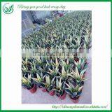 Gloden Frame Sansevieria Nursery thumbnail-5
