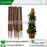Natural Sunflower Garden Stakes thumbnail-1