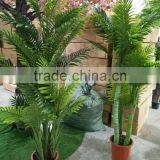 Green Decorative Plants thumbnail-3