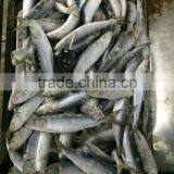 Fresh Frozen Sardine (Sardinella Longiceps) WR for Canning thumbnail-4