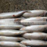 Frozen Pacific Mackerel New Fish Pacific Mackerel Good Quality thumbnail-4