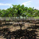 Plumeria Rubra Trees thumbnail-3
