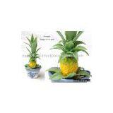 Hawaiian flower pot fridge magnet - Pineapple