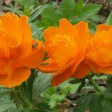 Landscaping Foliage Plants Indoor House Plants Decoration Eco-Friendly thumbnail-1