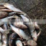 New Coming Frozen Sardine Fish for Feeding 8.5KG / CTN thumbnail-4
