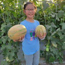 M176 F1 Janna Type Hybrid Melon Seed thumbnail-3