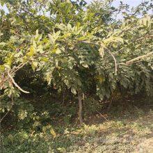 This Year, the Price of a Wisteria Sapling With a Ground Diameter of 1 Cm, a Climbing Plant in Jiangsu Area, From a Ground Cover Plant Base thumbnail-4