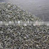 Professional Tea Maker China Chunmee Green Tea 9371 thumbnail-1