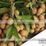 Vietnam Amazing Longan thumbnail-1