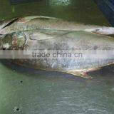 Whole Round Bigeye Trevally Frozen Fish thumbnail-3