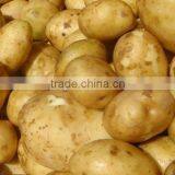 Export Potato From Pakistan thumbnail-1
