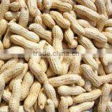 Chinese Good Quality Raw Peanuts in Shell thumbnail-1