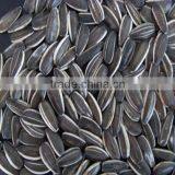 Chinese Hybrid Sunflower Seed for Planting thumbnail-2