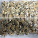 America Standard Short Necked Clam Meat thumbnail-4