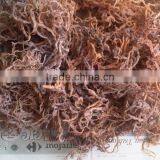 Eucheuma Cottoni thumbnail-4