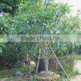 Plumeria Rubra White Pink Red Color Flower for Sale thumbnail-1