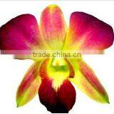 Thailand High Quality D-010 Dendrobium Dyed Color Orange Orchid thumbnail-1