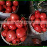 (NEW) 2015 TOMATO thumbnail-1