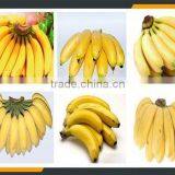Leader Automatic Green Banana Peeler Whatsapp:+8618336073732 thumbnail-6