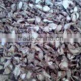 Lesser Galanga/ Kaempferia Galanga/ Sand Ginger thumbnail-1