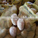 New crop potato export with competitive export price