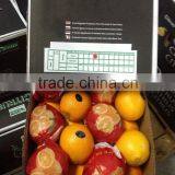 Top quality Egyptian Fresh Orange to export